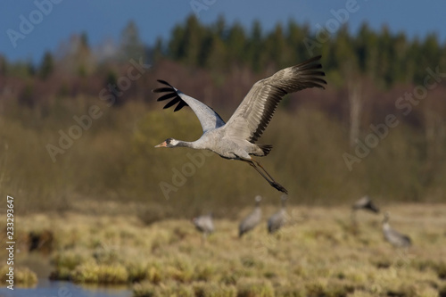 The Common Crane, Grus grus is flying in the typical environment near the Lake Hornborga, Sweden..