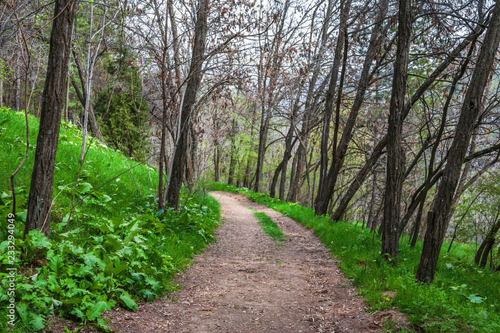Obraz premium path in the forest