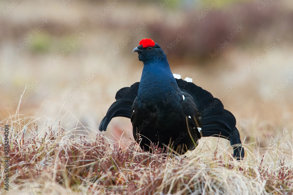 The Black Grouse, Lyrurus tetrix is showing off during their lekking season. They are in the typical moss habitat, Sweden The Black Grouse, Lyrurus tetrix is showing off during their lekking season. They are in the typical moss habitat, Sweden