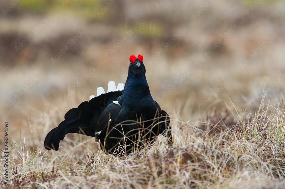 The Black Grouse, Lyrurus tetrix is showing off during their lekking season. They are in the typical moss habitat, Sweden The Black Grouse, Lyrurus tetrix is showing off during their lekking season. They are in the typical moss habitat, Sweden