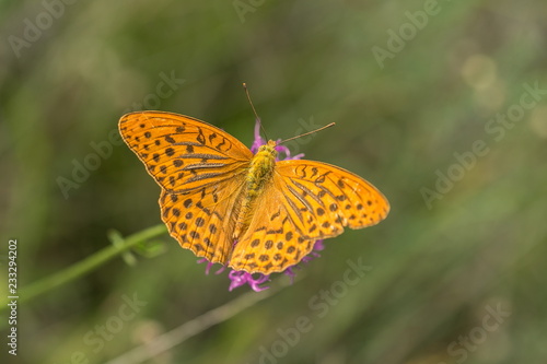 Bright orange and black spotted butterfly with open wings, Argynnis paphia, sitting on violet thistle flower in a meadow, summer day, contrast colors, blurry green background, copy space