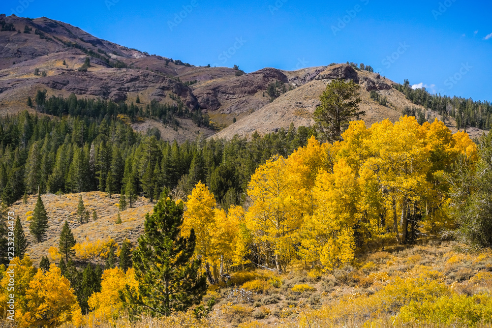 Colorful aspen trees on a sunny day; Eastern Sierra mountains, California Colorful aspen trees on a sunny day; Eastern Sierra mountains, California