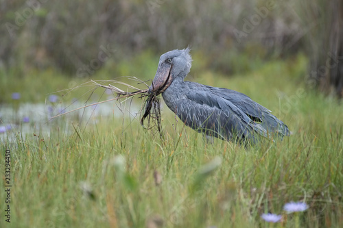The majestic bird of the wetlands and an excellent fisherman is in typical green environment. It just caught its prey-fish and flying away. The Shoebill, Balaeniceps rex or Shoe-Billed Stork..