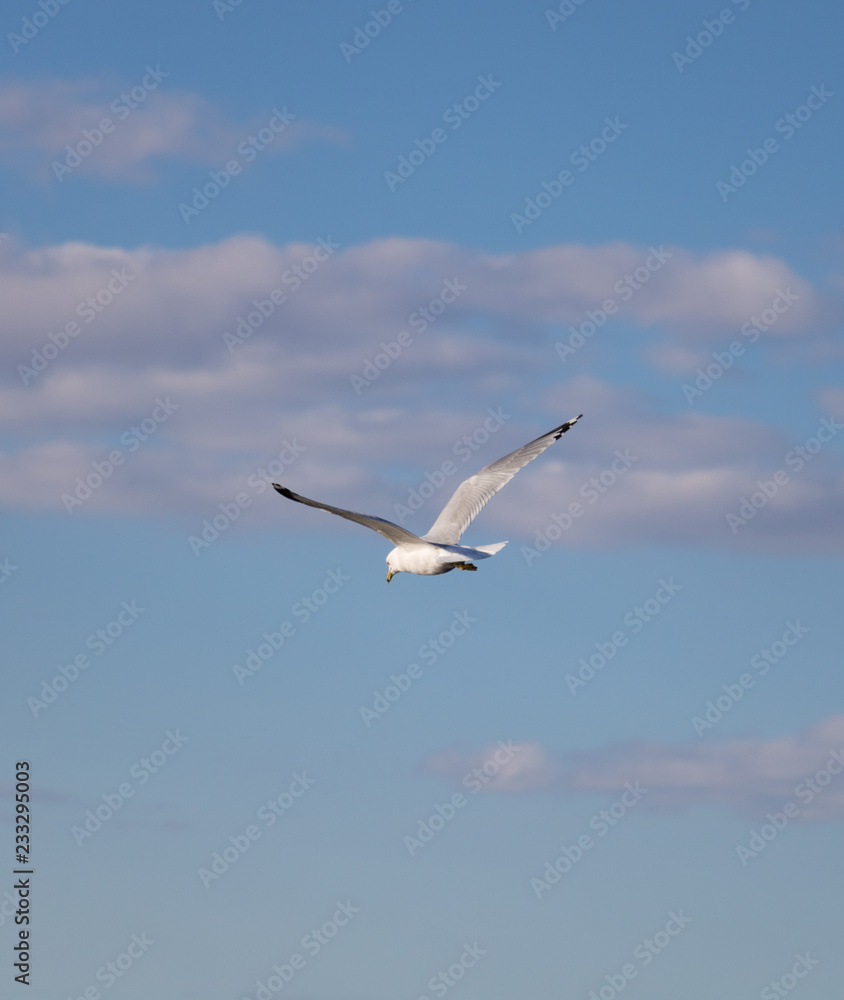 Fototapeta premium A seagull in the air.
