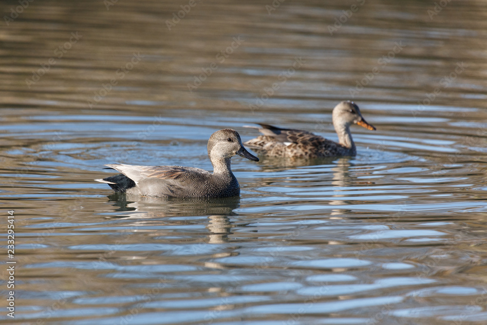 Gadwall Duck pair