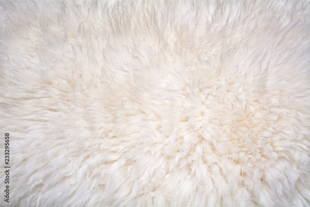 Texture of natural sheep wool. White soft warm background. Texture of natural sheep wool. White soft warm background.