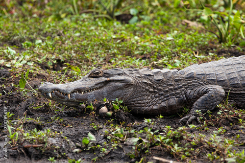 Dark alligator (Caiman yacare) in Esteros del Ibera, Argentina. © TheMagicalLab