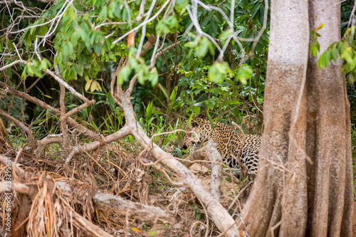 Brazilian Pantanal  The Jaguar
