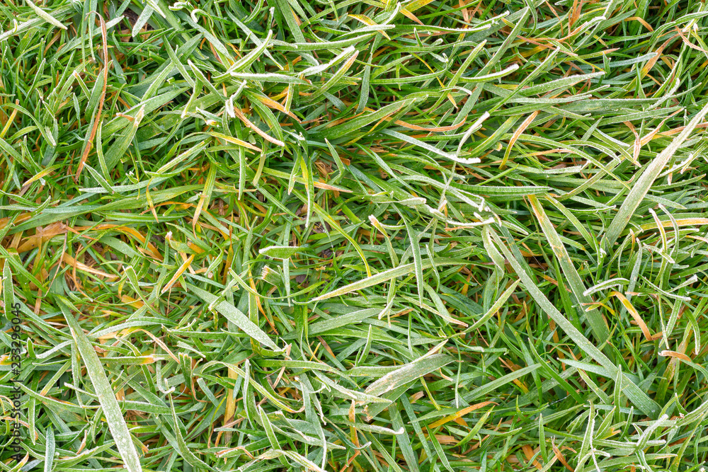 frost on lawn grass and leaves of trees close-up in autumn. The concept of the first frost frost on lawn grass and leaves of trees close-up in autumn. The concept of the first frost