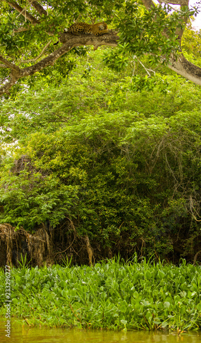 Fototapeta Naklejka Na Ścianę i Meble -  Brazilian Pantanal: The Jaguar
