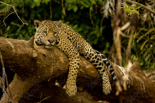 Brazilian Pantanal: The Jaguar