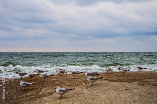 Gulls on the Black Sea coast. Seascape. Blue sky background and green waves.