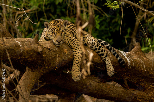 Brazilian Pantanal: Jaguar on a Tree