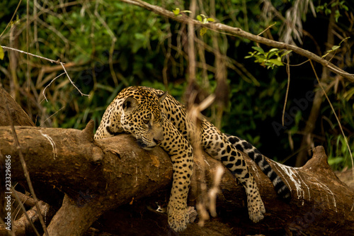 Brazilian Pantanal: Jaguar on a tree