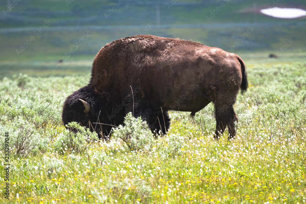 Fauna of Yellowstone: Bison Fauna of Yellowstone: Bison