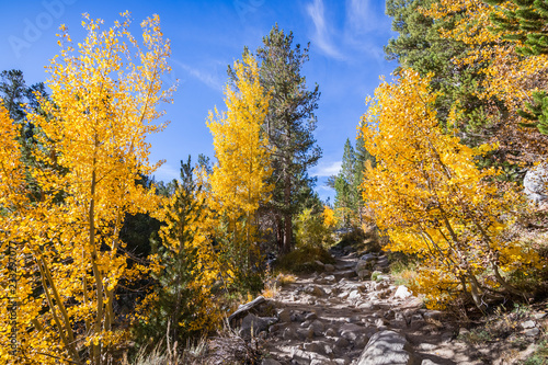 Hiking trail going through a grove of aspen trees in the Eastern Sierra mountains; John Muir Wilderness, California; beautiful fall foliage © Sundry Photography