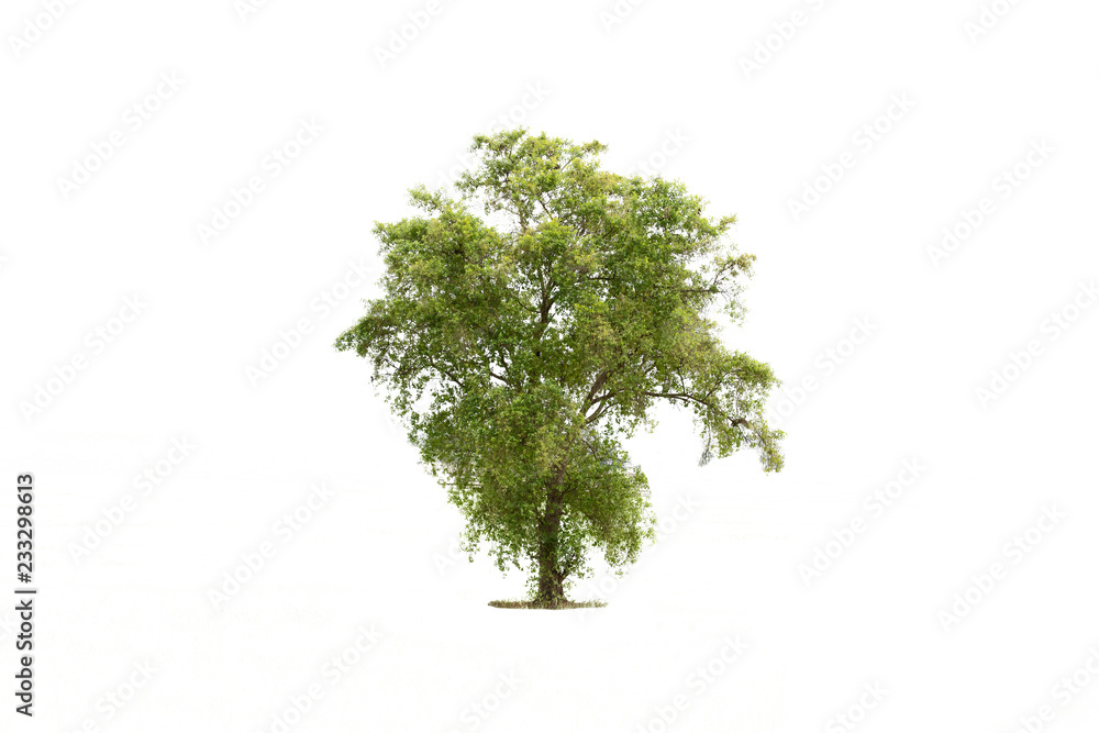 Fototapeta premium Tree white background.