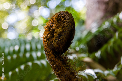 A closeup of a fern unrolling