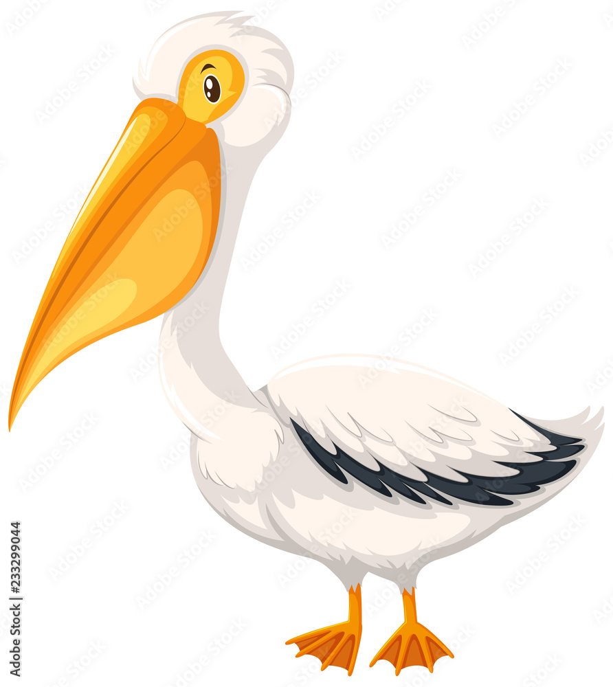 Obraz premium A pelican on white background