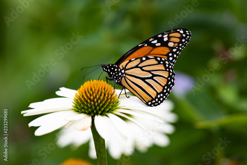A monarch butterfly feeding on a white cone flower. © Dave