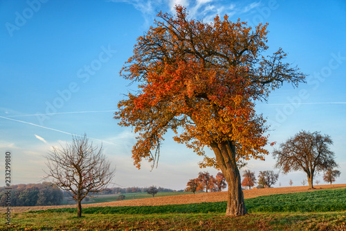 old tree with autumn leaves