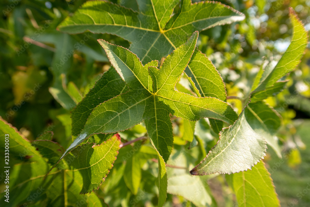 green leaves of a tree