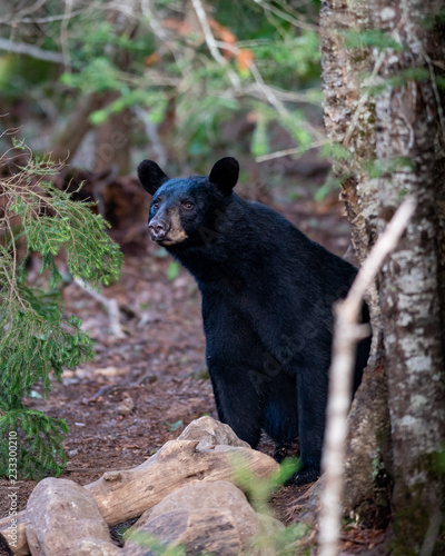 An American black bear in the Adirondack forest © Dave