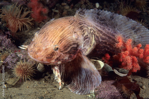 Dusky Snailfish underwater in the St.Lawrence River photo