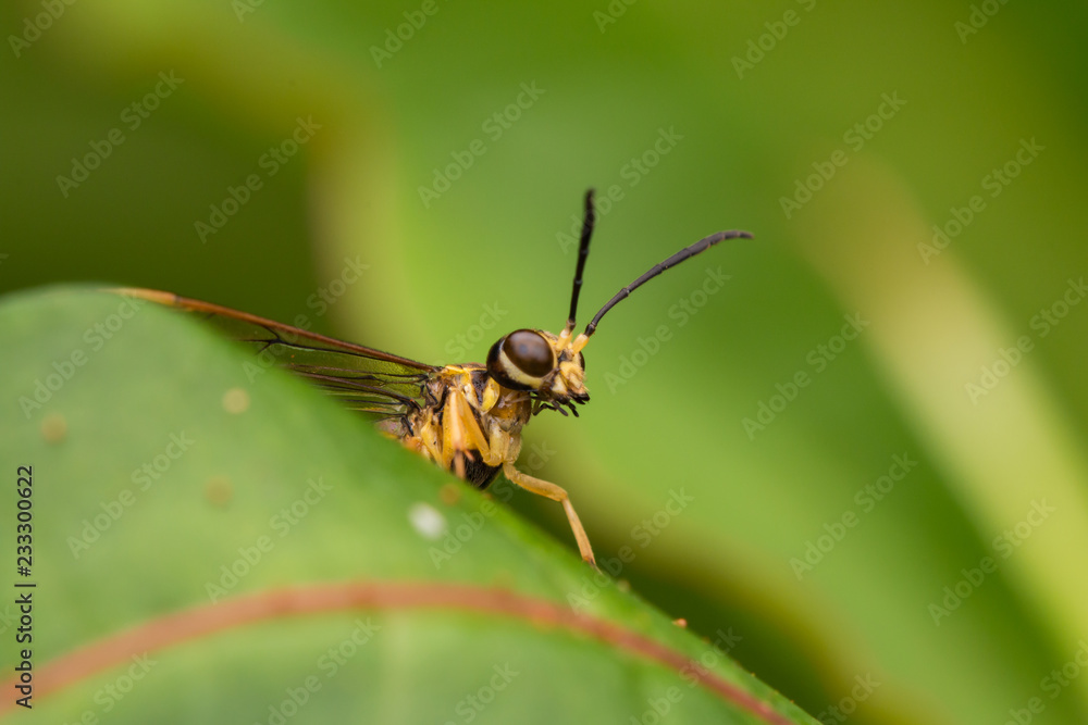 Yellow wasp on a green leaf (selective Focus) Yellow wasp on a green leaf (selective Focus)
