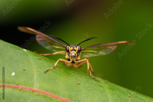 Yellow wasp on a green leaf (selective Focus)