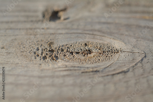 Texture pattern of a wood