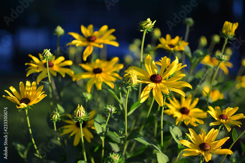 Yellow daisy flower in the afternoon sunlight with a dark background