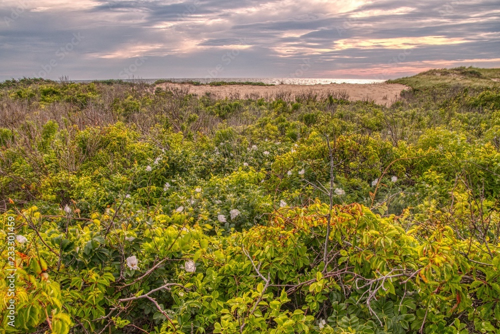 Vegetation and Plants in Cape Cod National Seashore
