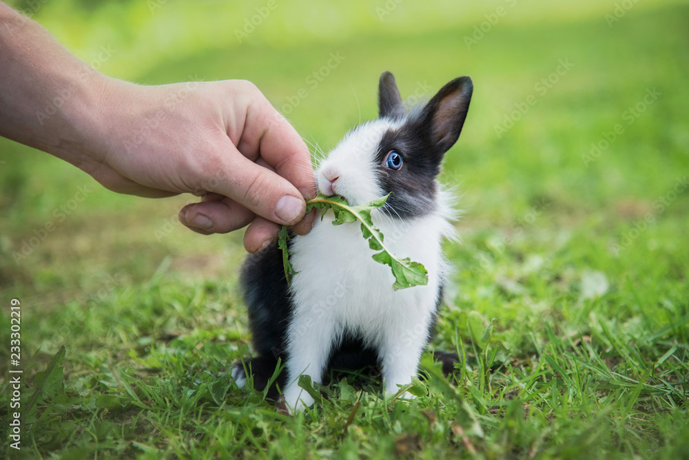Man feeding little rabbit with a grass
