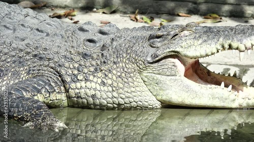 crocodile