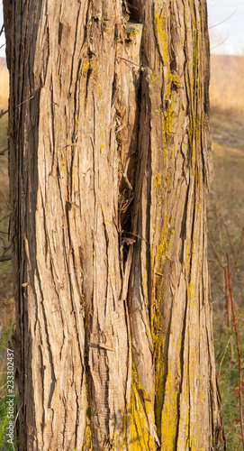 Closeup of Eastern Redcedar Bark photo