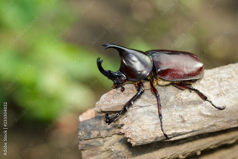 Image of dynastinae on nature background. Insect. Animal. Dynastinae is fighter of the mountain in from Thailand. Image of dynastinae on nature background. Insect. Animal. Dynastinae is fighter of the mountain in from Thailand.