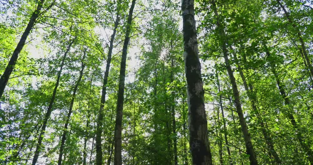 Dolly shot of a dense green forest with sunlight breaking through the trees. Dolly shot of a dense green forest with sunlight breaking through the trees.