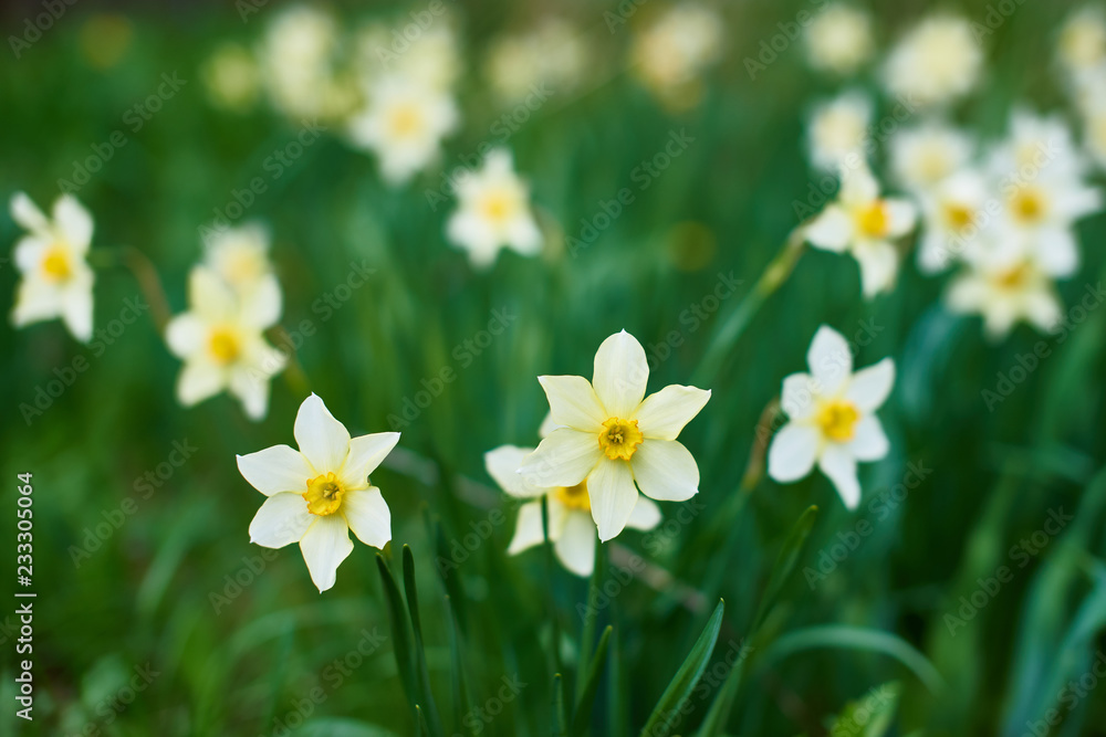 flowers of narcissus on blurred green background flowers of narcissus on blurred green background