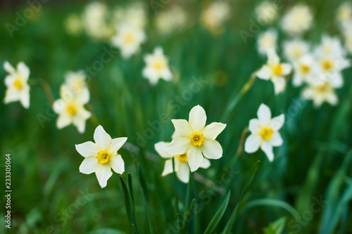 flowers of narcissus  on blurred green background