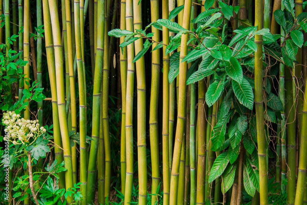 Obraz premium bamboo forest in china. chengdu