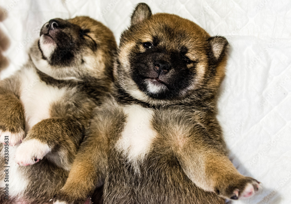 Fototapeta premium Shiba-inu puppy