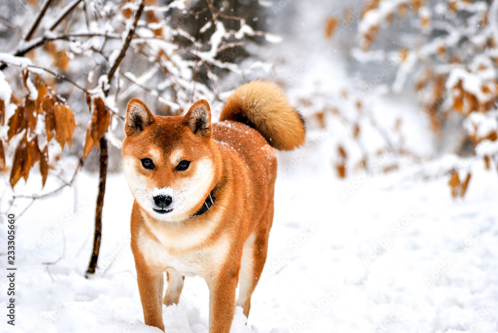 dog in snow dog in snow
