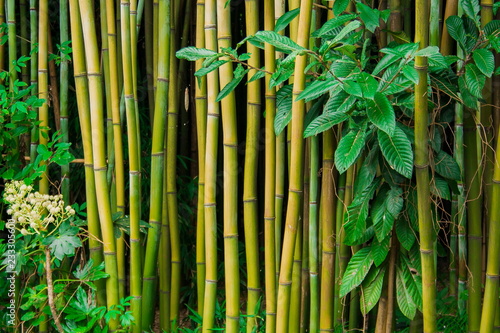 bamboo forest in china. chengdu