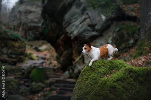 dog in the rocks  canyon. Jack Russell Terrier in nature. Active pet  healthy lifestyle