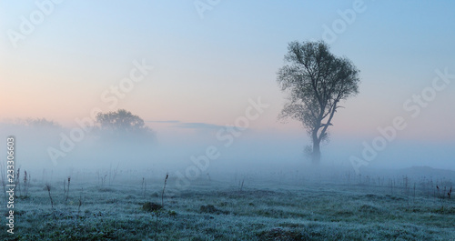 landscape with grass in frost in pastel colors