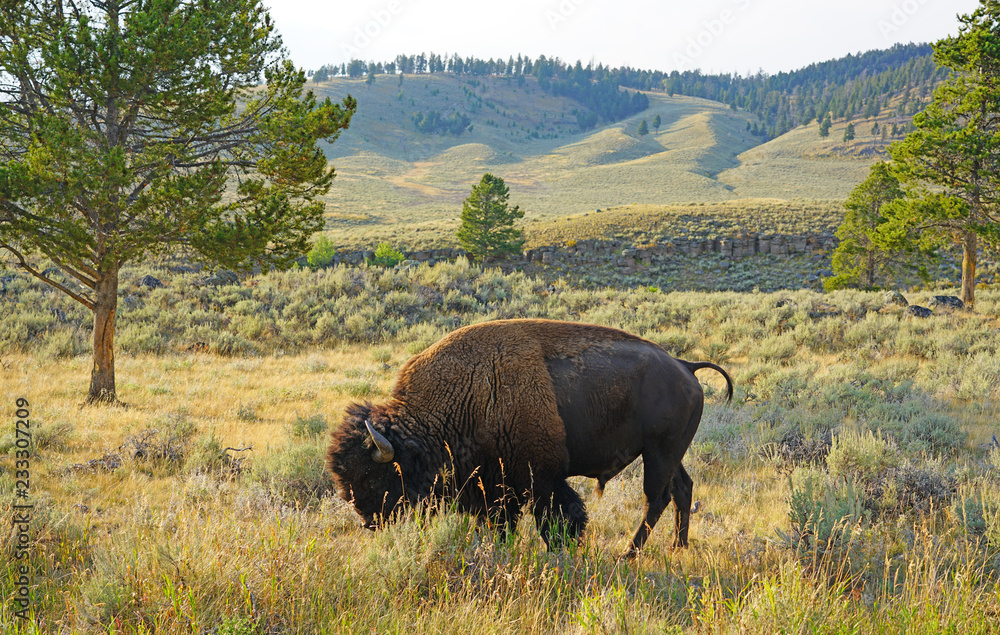 View of a single lonely bison in the grass in Yellowstone National Park, Wyoming, United States View of a single lonely bison in the grass in Yellowstone National Park, Wyoming, United States