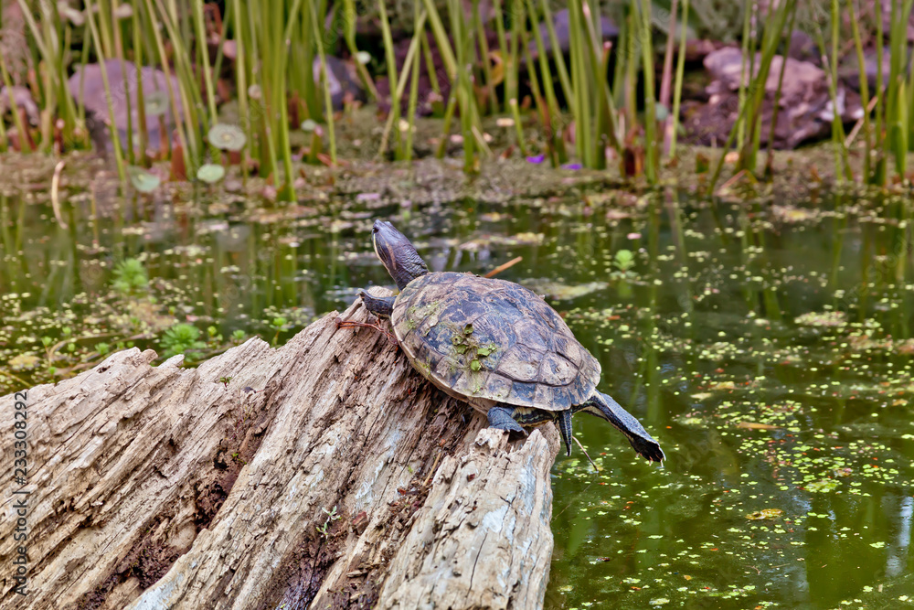 Obraz premium jardin botanico chapultepec
