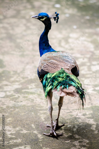 Peacock ; Scientific name Pavo muticus photo