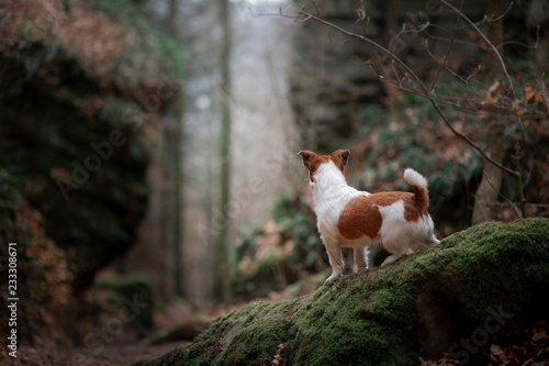 Dog in the rocks the autumn in the forest. Jack Russell Terrier in nature. Active pet, healthy lifestyle